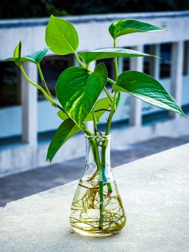 pothos-in-flask-water-propagation